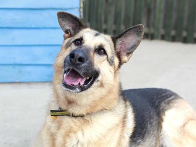 How to teach a dog on sale its name without treats